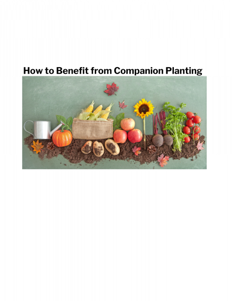 Image for event: How to Benefit from Companion Planting